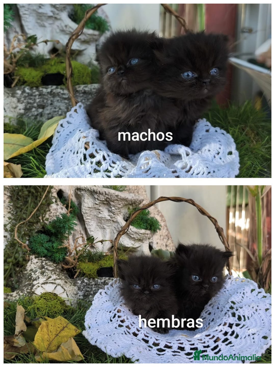 Persa gatos en venta: Gatitos persas  - Imagen 1