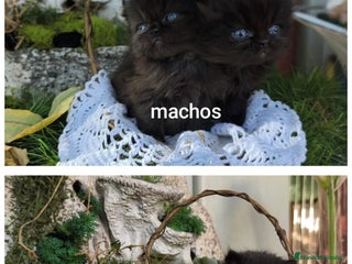 Persa gatos - Anuncio 1