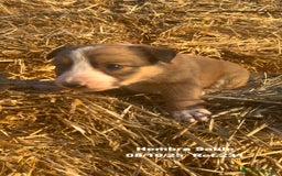 Border Collie perros en venta: BORDER COLLIE Sable Merle - Imagen 27