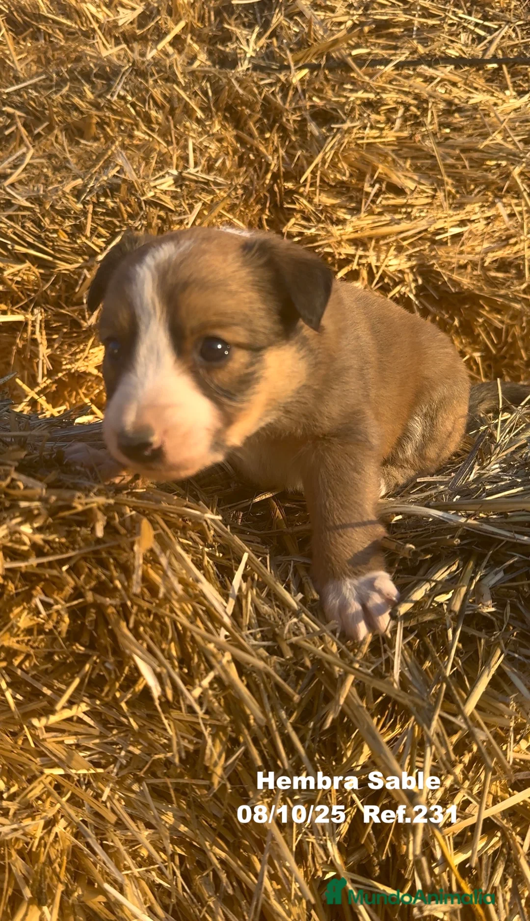 Border Collie perros en venta: BORDER COLLIE Sable Merle - Anuncio 27