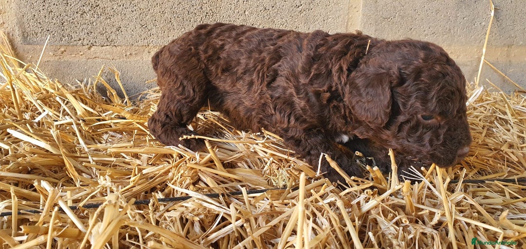 Perro de Agua Español perros en venta: Cachorros de Perro de Agua de color chocolate  - Imagen 4