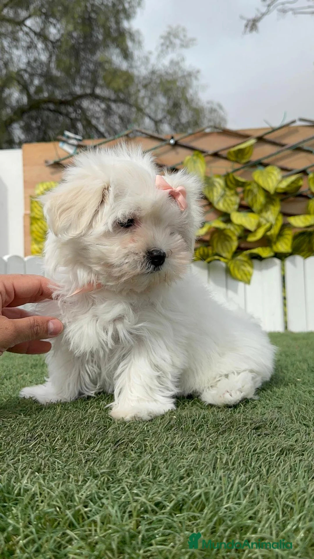 Bichón Maltés perros en venta: BICHON MALTES HEMBRA - Anuncio 2
