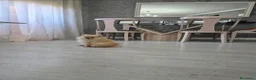Pomerania perros en venta: Precio real. Pomerania. Máxima calidad  - Anuncio 6