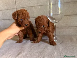Caniche Toy perros CANICHE TOY - Anuncio 1