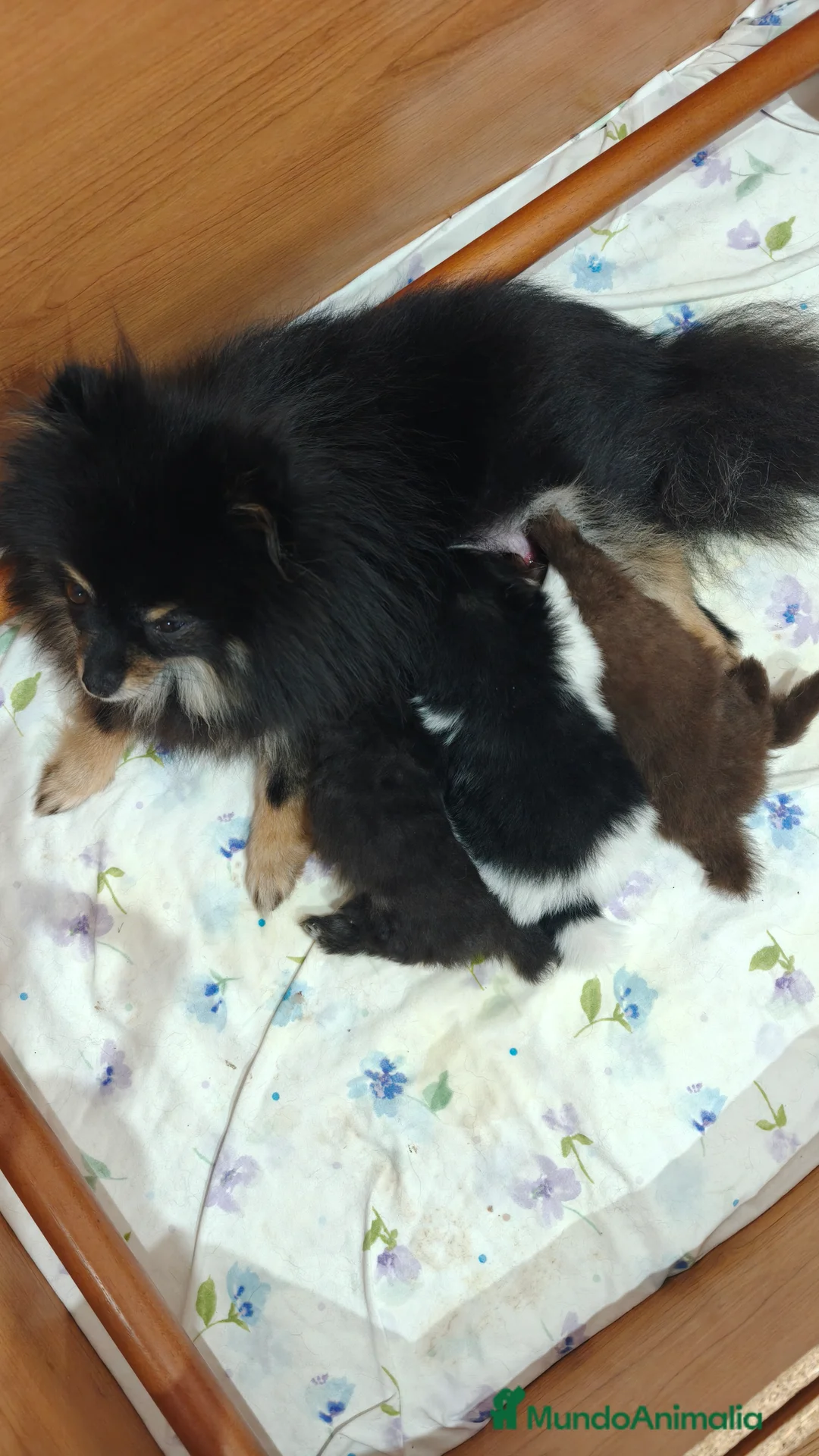 Pomerania perros en venta: Pomerania toy - Anuncio 2