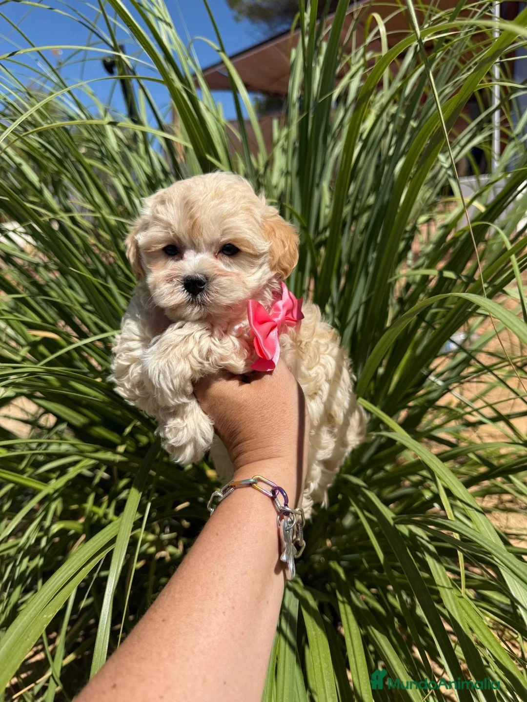 Maltipoo perros en venta: Maltipoo hembra Toy!!!! - Anuncio 2
