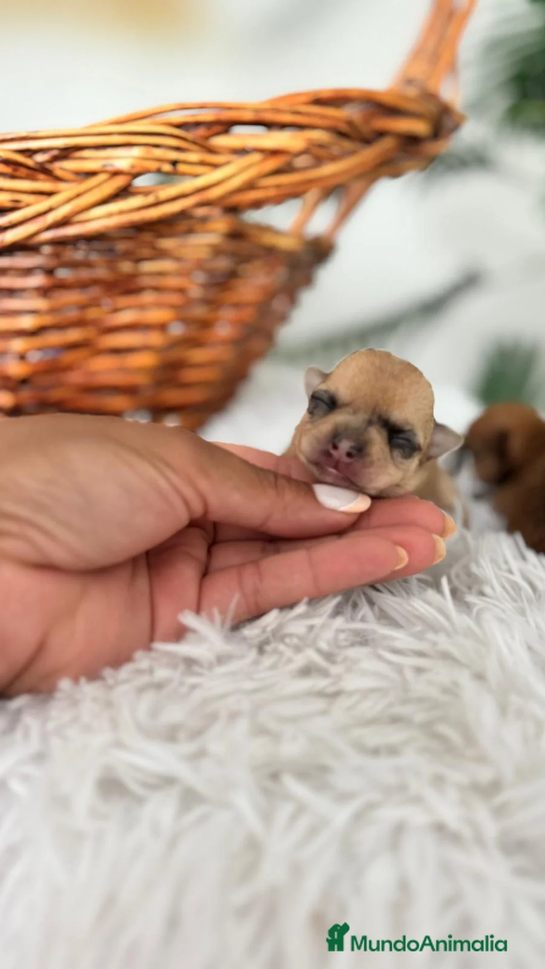 Chihuahua perros en venta: CHIHUAHUA - Anuncio 2