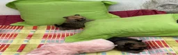 Pomerania perros en venta: Pomeranias - Anuncio 2