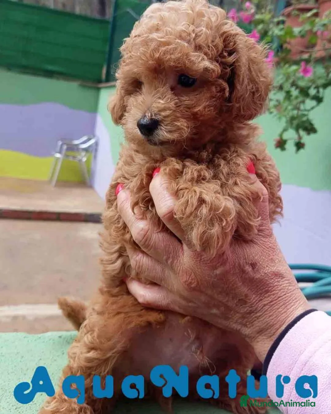 Caniche Toy perros en venta: Caniche Macho de Estela 4423 AQUANATURA - Anuncio 2