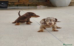 Teckel perros en venta: Teckels exclusive mini  - Imagen 3