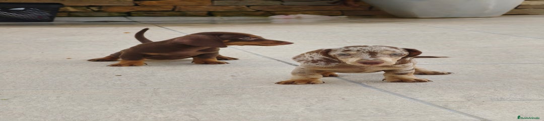 Teckel Cachorro 2
