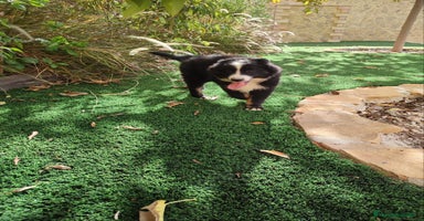 Pastor Australiano perros PASTOR AUSTRALIANO MINI - Anuncio 1