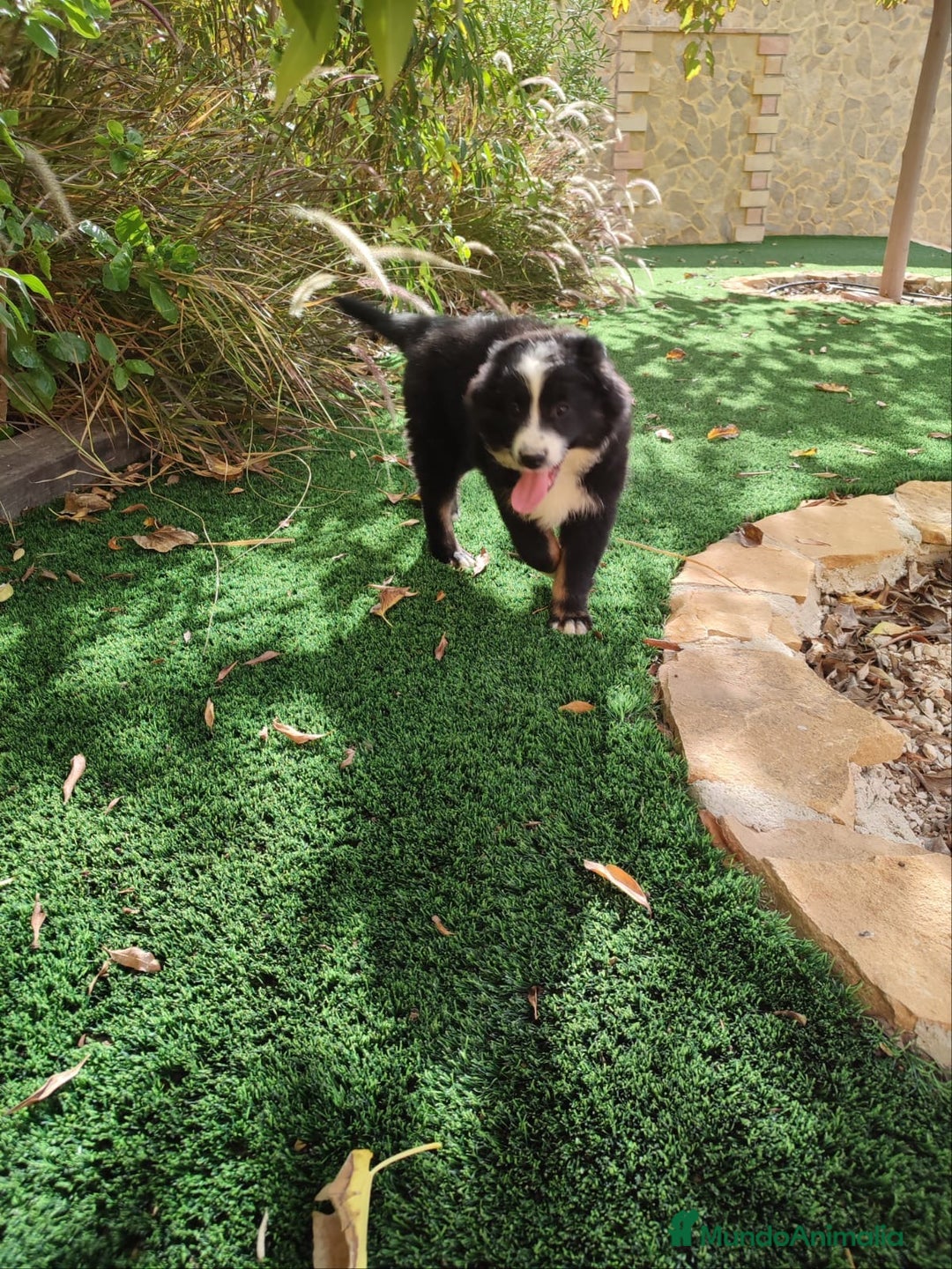 Pastor Australiano perros en venta: PASTOR AUSTRALIANO MINI - Anuncio 2