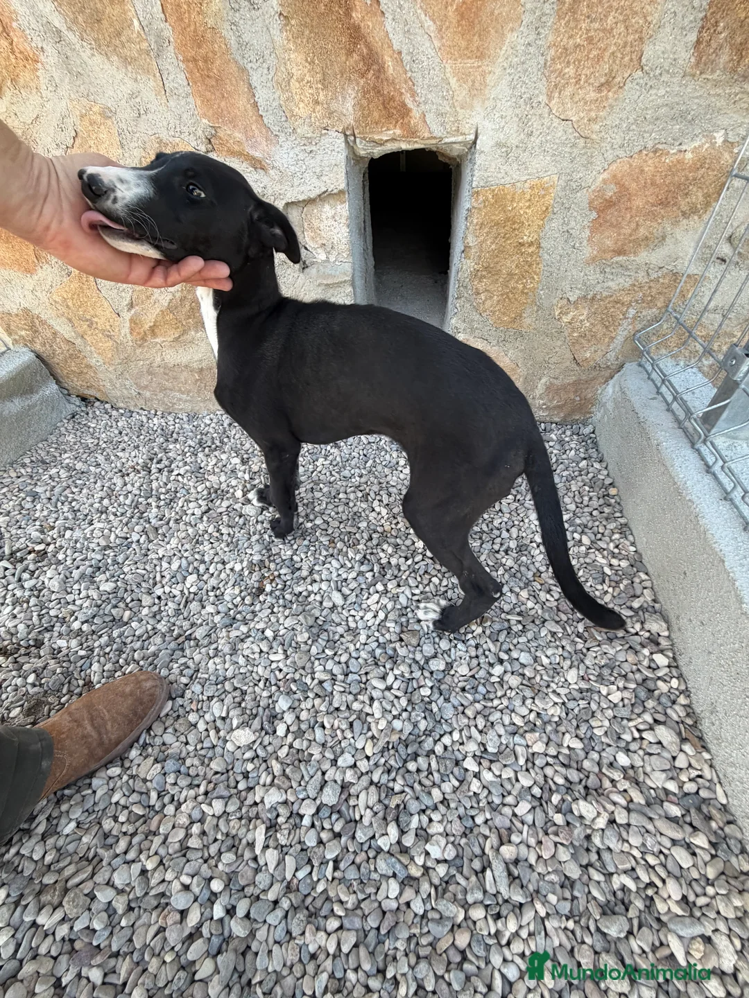 Galgo Español perros en venta: Galgo español  - Anuncio 2