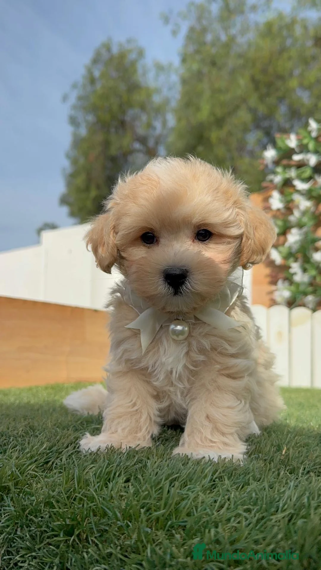 Maltipoo perros en venta: MALTIPOO - Anuncio 1