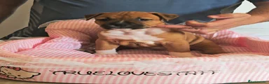 American Staffordshire-Terrier 5