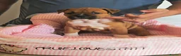 American Staffordshire-Terrier perros en venta: American staffordshire Terrier  - Anuncio 7
