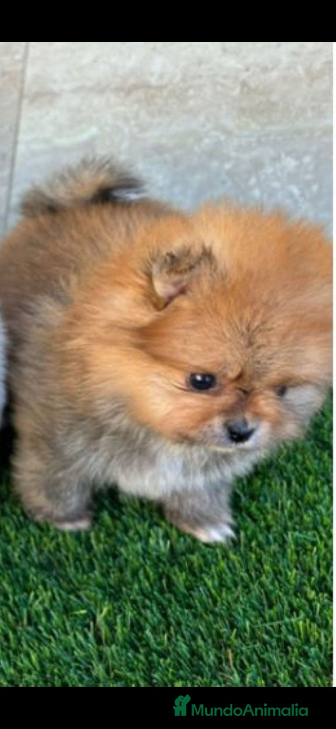 Pomerania perros en venta: Pomeranias toy descendientes de campeones - Anuncio 8