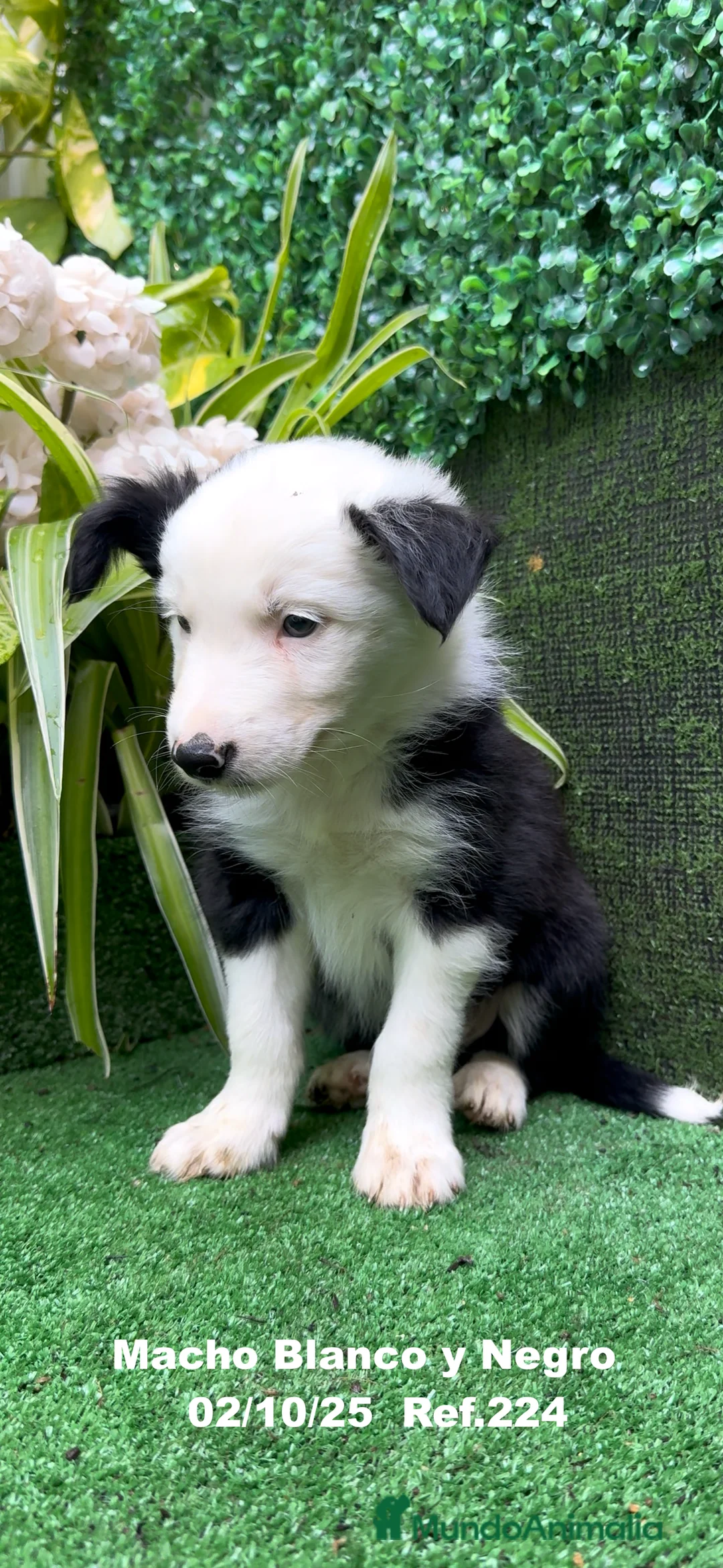 Border Collie perros en venta: BORDER COLLIE - Anuncio 17