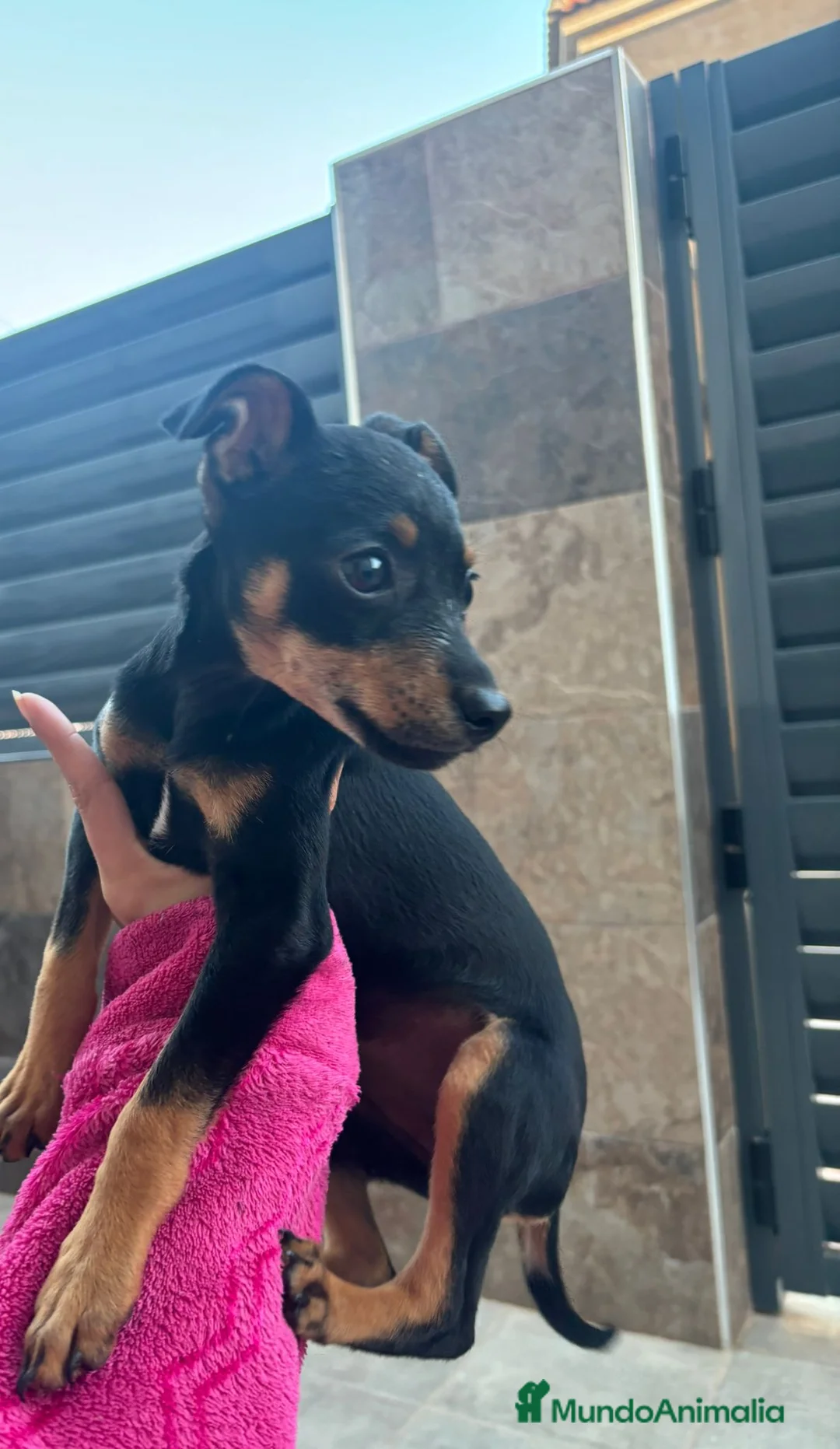Pinscher Miniatura perros en venta: Pinchermini - Anuncio 3