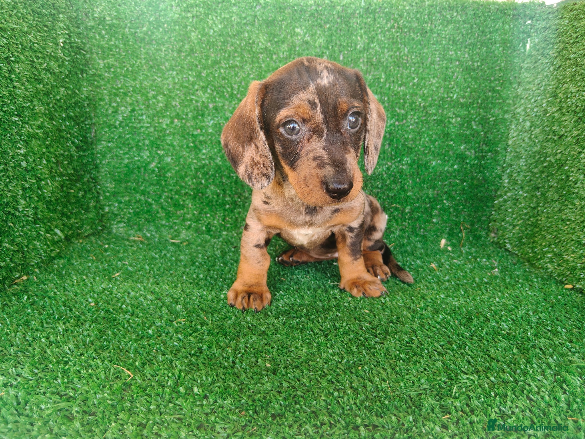 Teckel Miniatura perros en venta: Teckel miniatura  - Anuncio 15