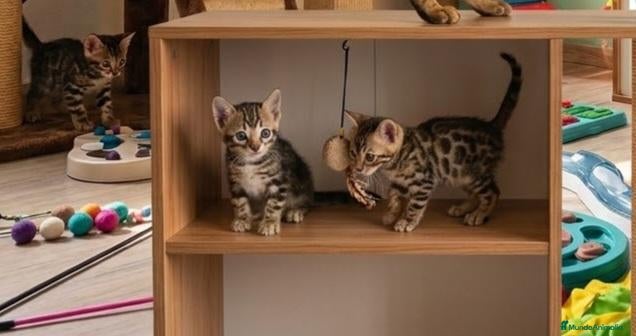 Bengalí gatos BENGALÍ  - Anuncio 2