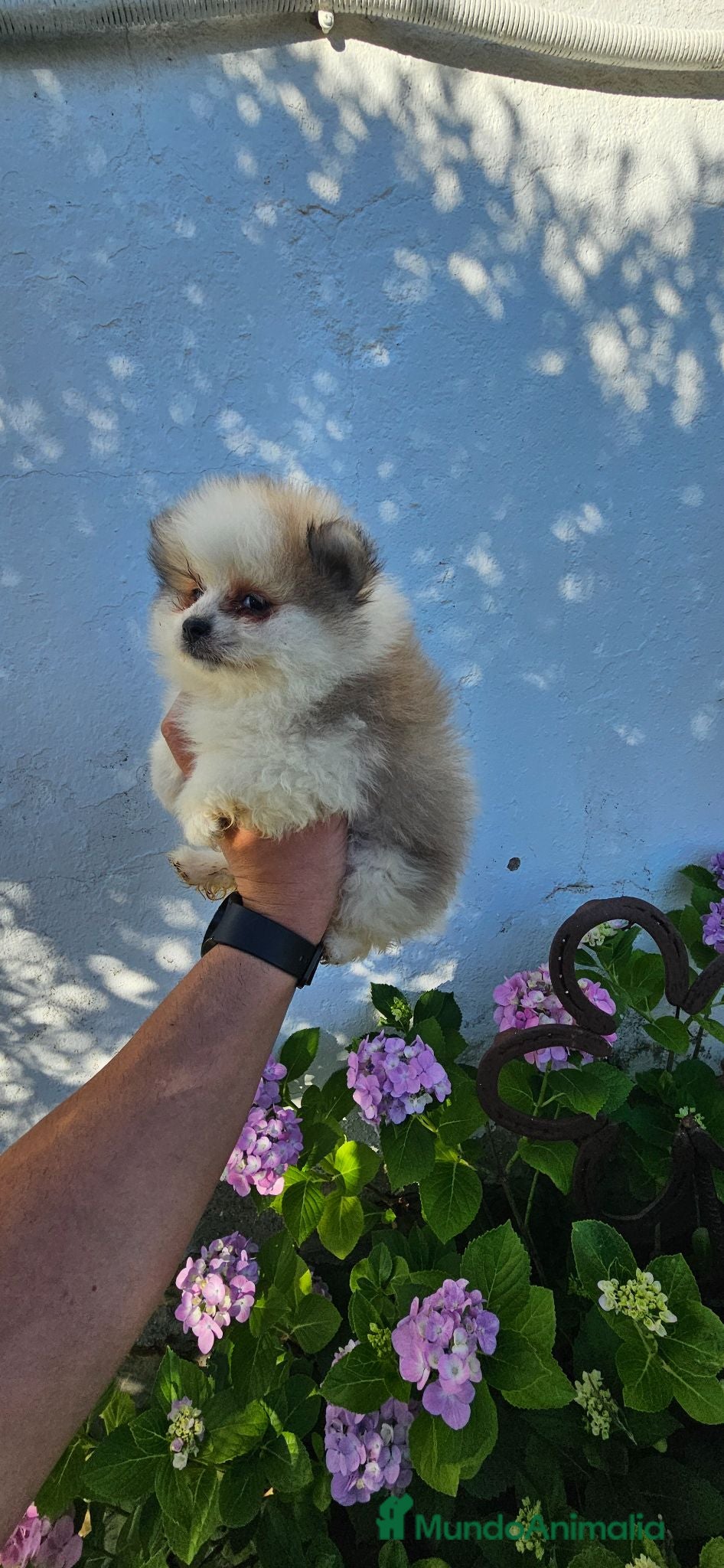 Pomerania perros Cachorro de pomerania, precio real.  - Anuncio 2