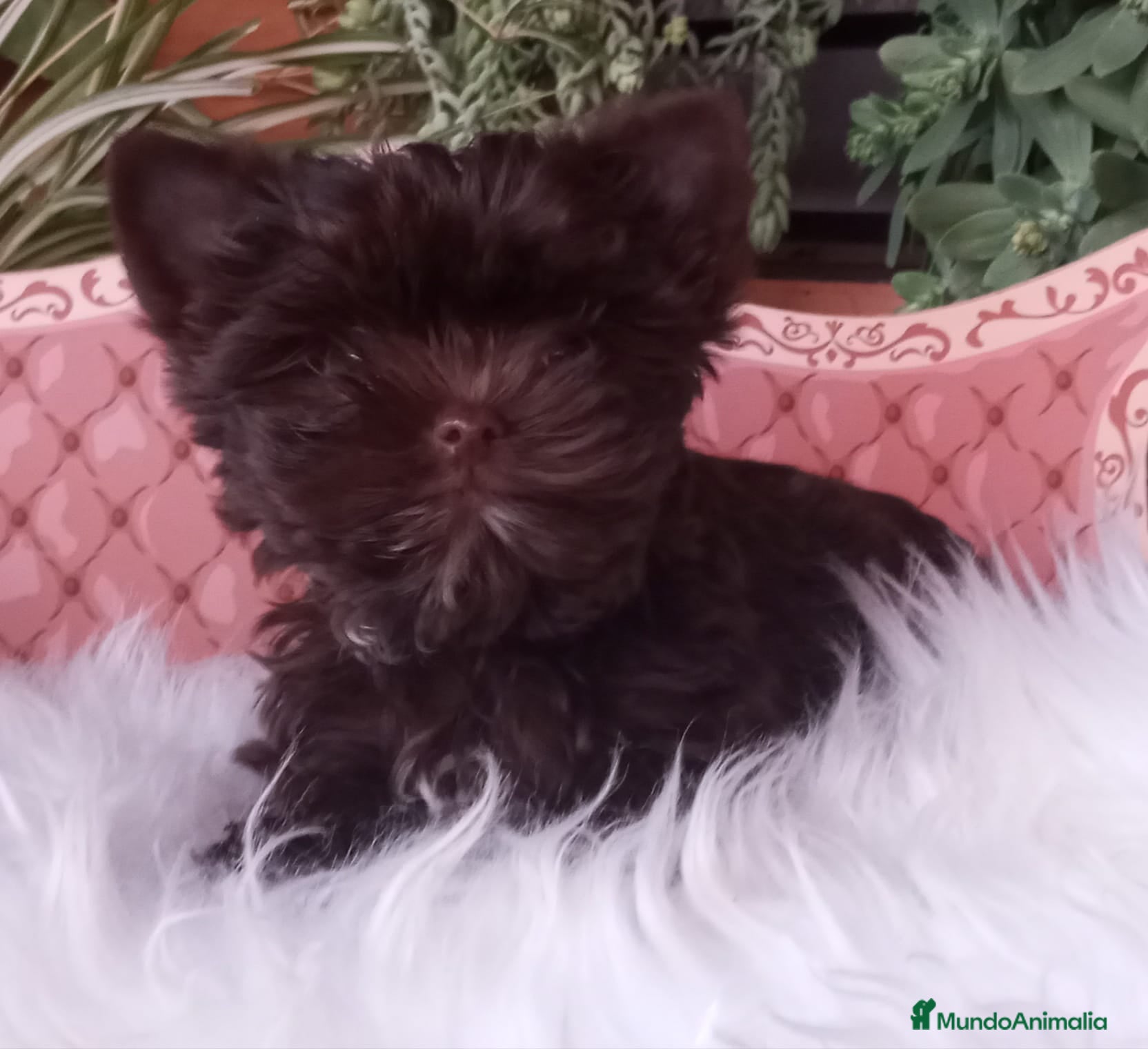 Yorkshire Terrier perros Cachorro Yorkshire Exótico Miniatura Toy - Anuncio 5