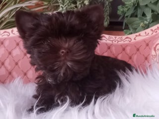 Yorkshire Terrier perros Cachorro Yorkshire Exótico Miniatura Toy - Anuncio 4