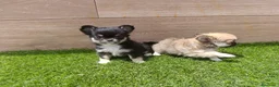 Chihuahua perros en venta: Chihuahuas - Anuncio 5