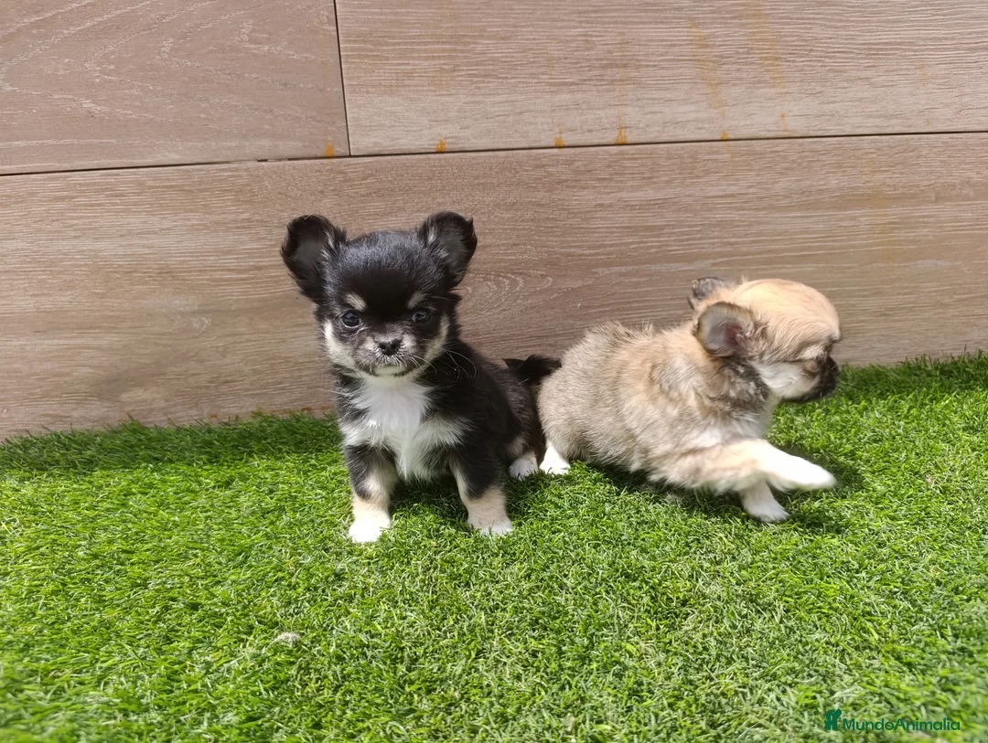 Chihuahua perros en venta: Chihuahuas - Anuncio 5