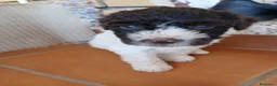 Perro de Agua Español perros en venta: Cachorros de Perro de agua  - Anuncio 3