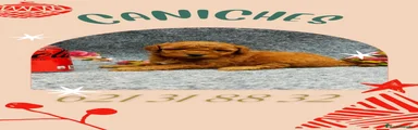 Caniche Toy 1