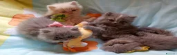 Himalayo gatos en venta: Gatito persa himalayo listo para entregar - Anuncio 17