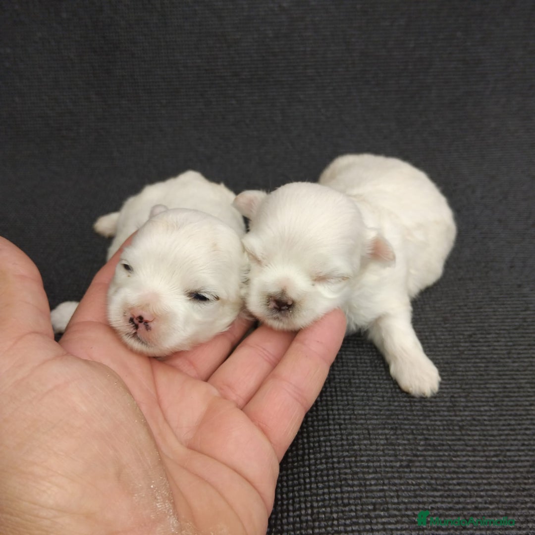 Bichón Maltés perros en venta: Bichones micro toys - Imagen 2