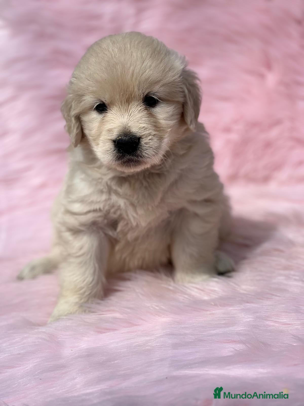 Golden Retriever perros GOLDEN hembra  en Barcelona - Anuncio 2