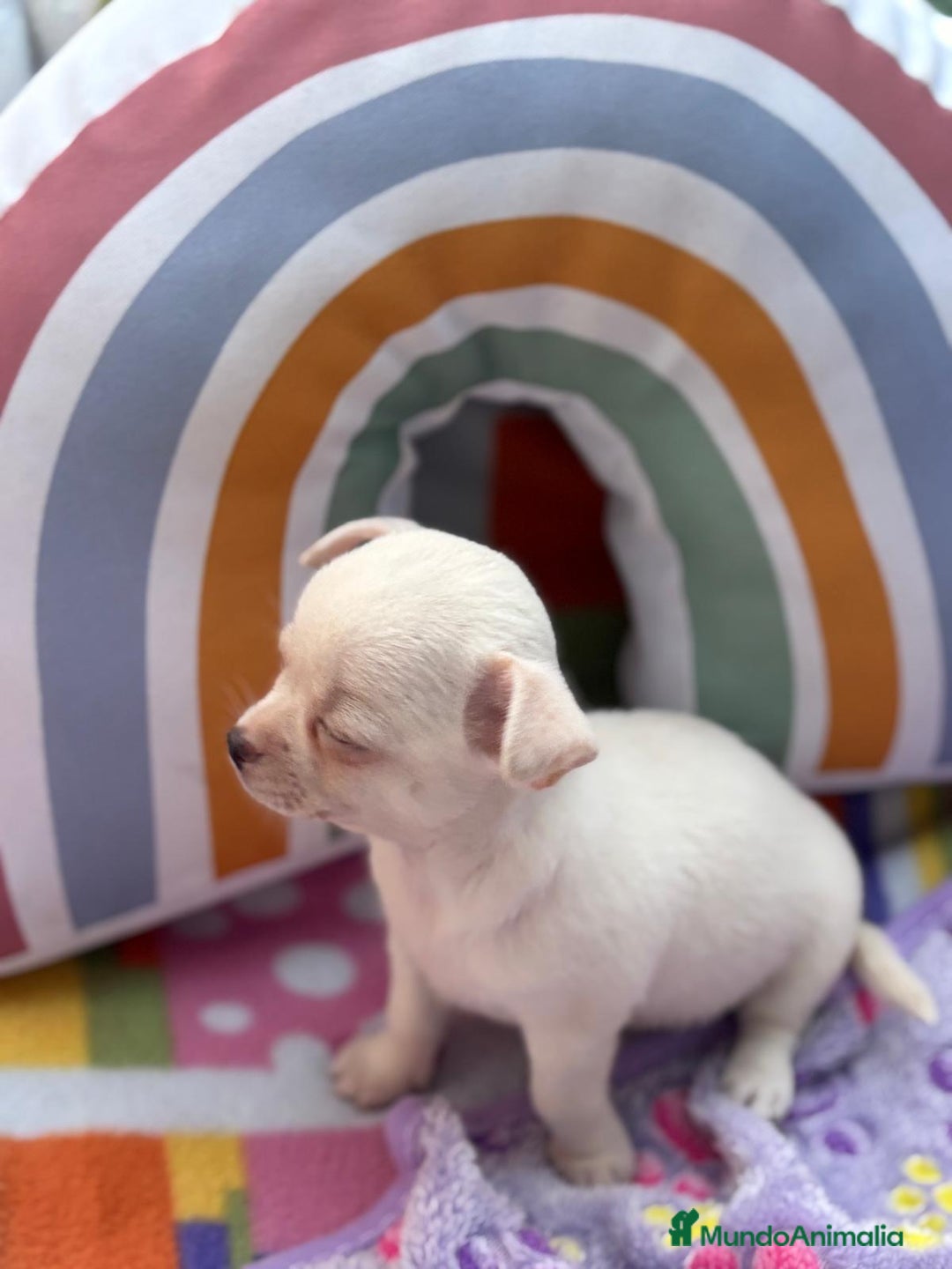 Chihuahua perros en venta: Chihuahua toy - Imagen 9