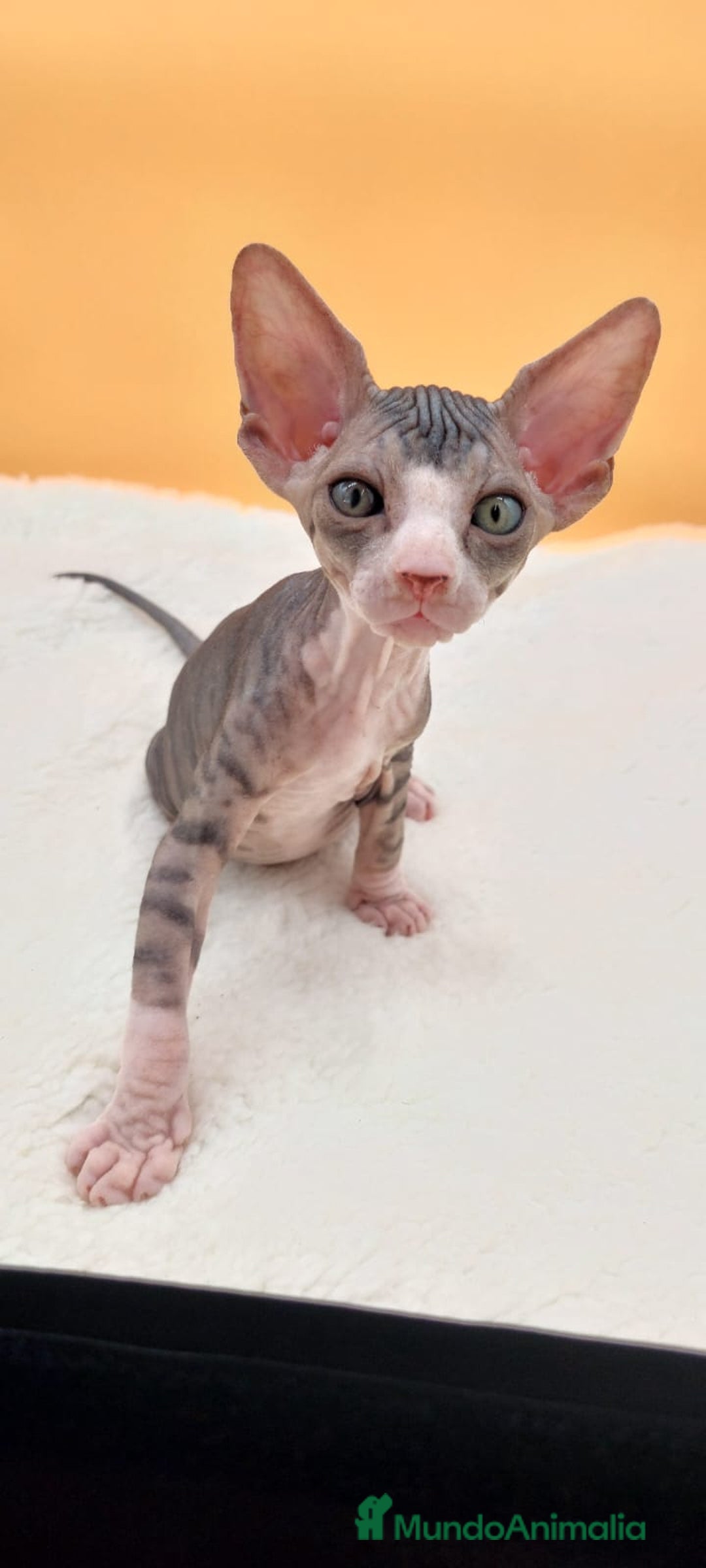 Sphynx gatos en venta: Preciosa hembrita tabby  - Imagen 9