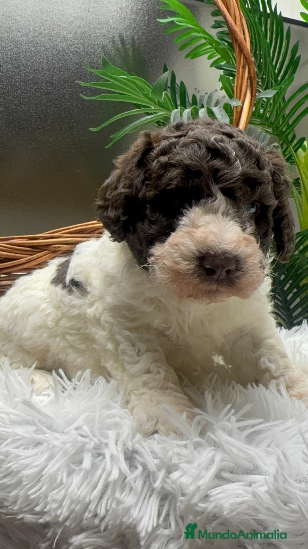 Perro de Agua Español perros en venta: PERRO DE AGUA ESPAÑOL MACHO - Anuncio 4