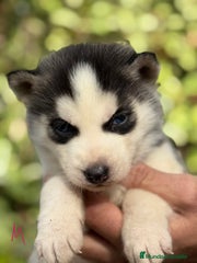 Husky Siberiano Cachorro 6