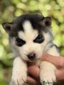 Husky Siberiano Cachorro 6