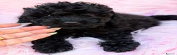 Caniche Toy perros en venta: Caniche Toy  - Anuncio 1