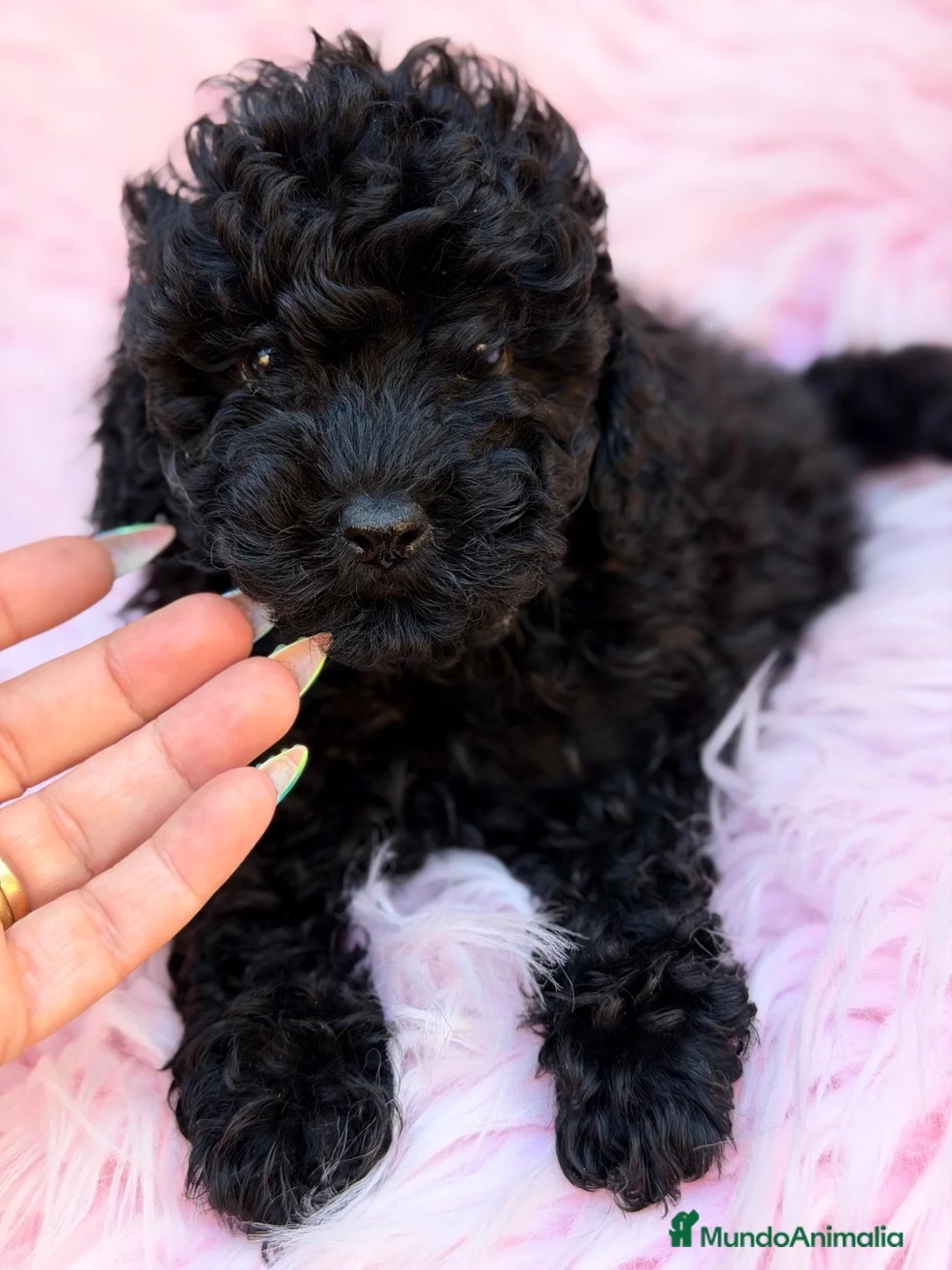 Caniche Toy perros en venta: Caniche Toy  - Anuncio 1