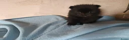 Pomerania perros en venta: POMERANIA HEMBRITA  - Anuncio 3