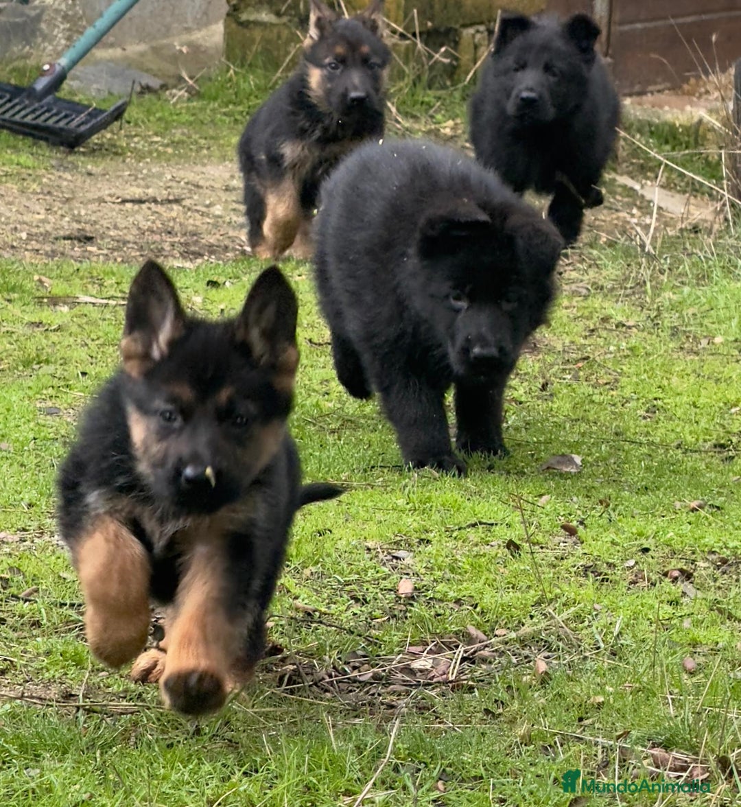 Pastor Alemán perros en venta: Pastor alemán belleza  - Anuncio 23