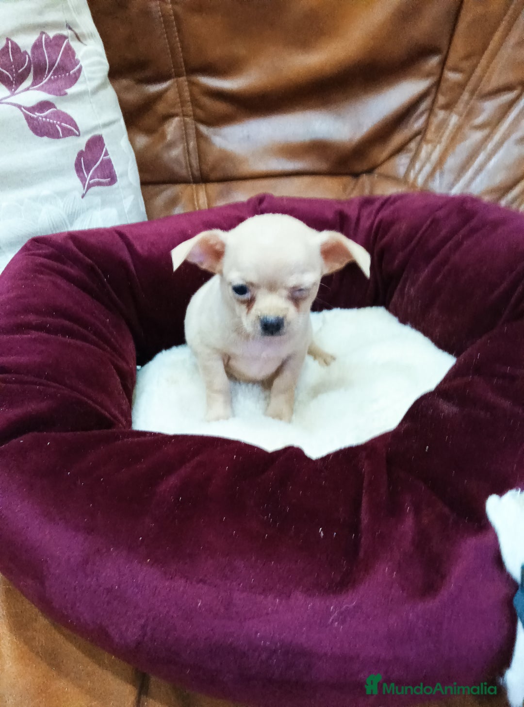 Chihuahua perros en venta: Chihuahua toy - Imagen 11