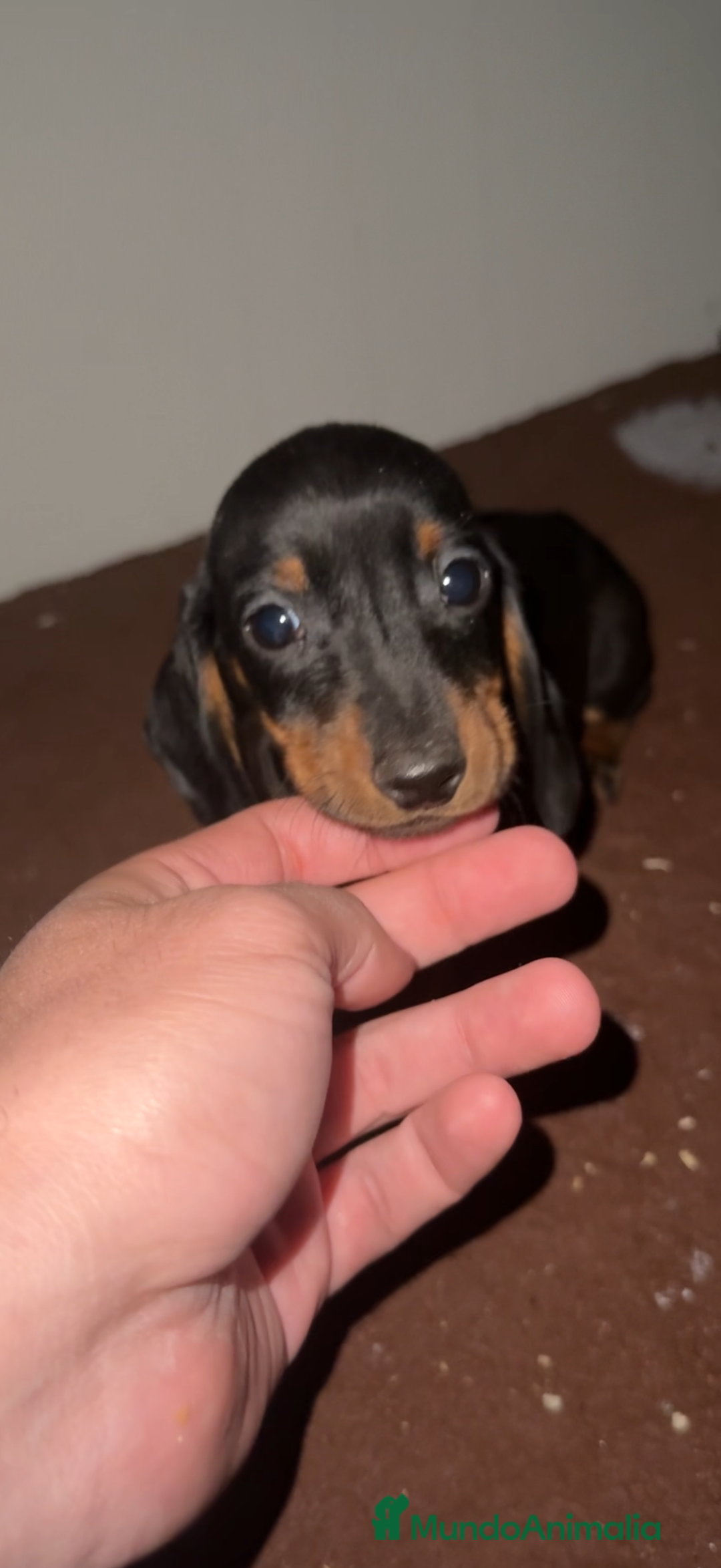 Teckel Miniatura perros en venta: TECKEL KANINCHEN - TECKEL DEL PALMERAL - Anuncio 5