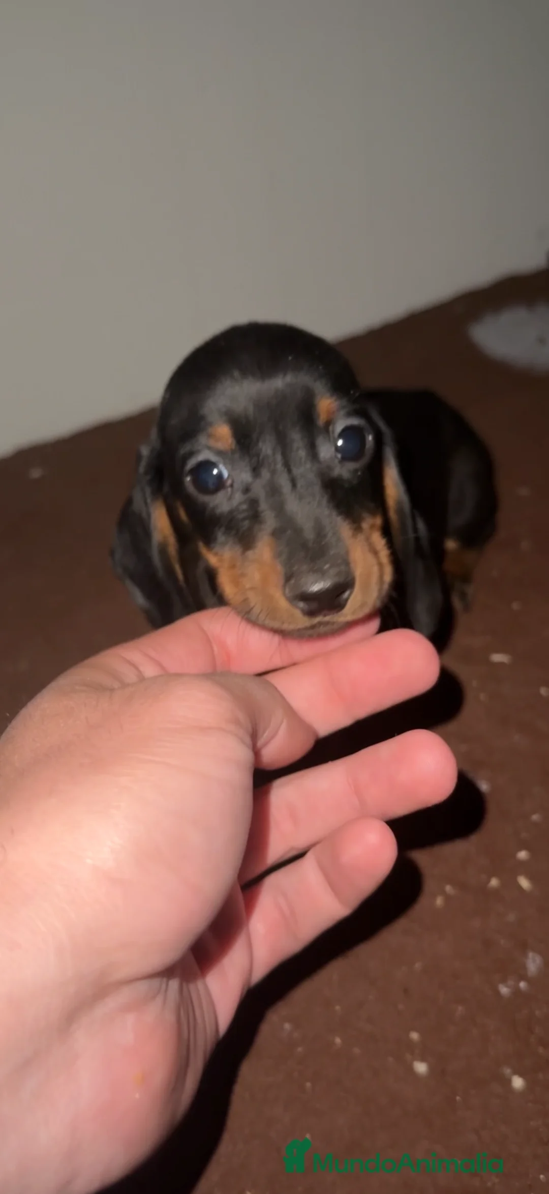 Teckel Miniatura perros en venta: TECKEL KANINCHEN - TECKEL DEL PALMERAL - Anuncio 5