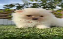 Pomerania perros en venta: POMERANIA HEMBRA - Imagen 11