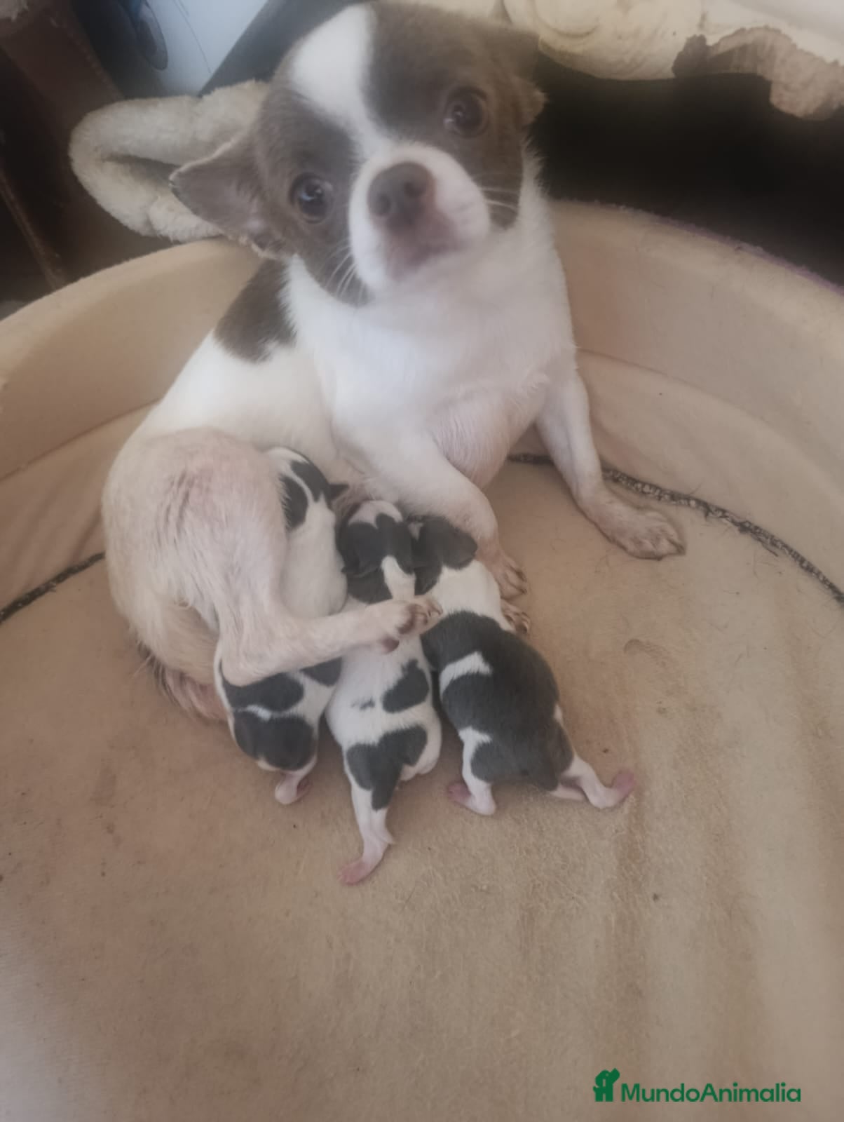 Chihuahua perros CHIHUAHUAS TOYS EXCLUSIVOS - Anuncio 2